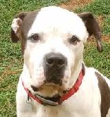 Sampson